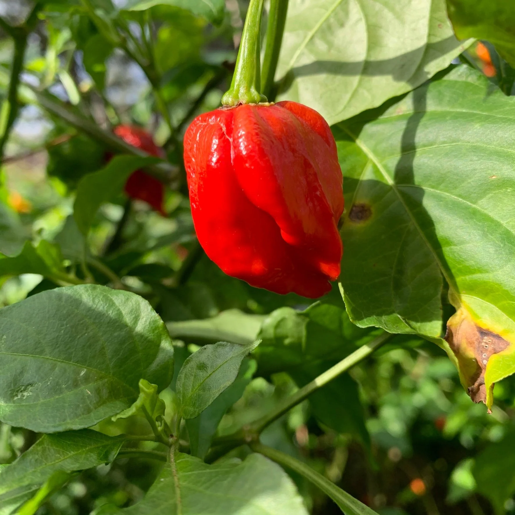 Umorok Red - Seeds - Image 3