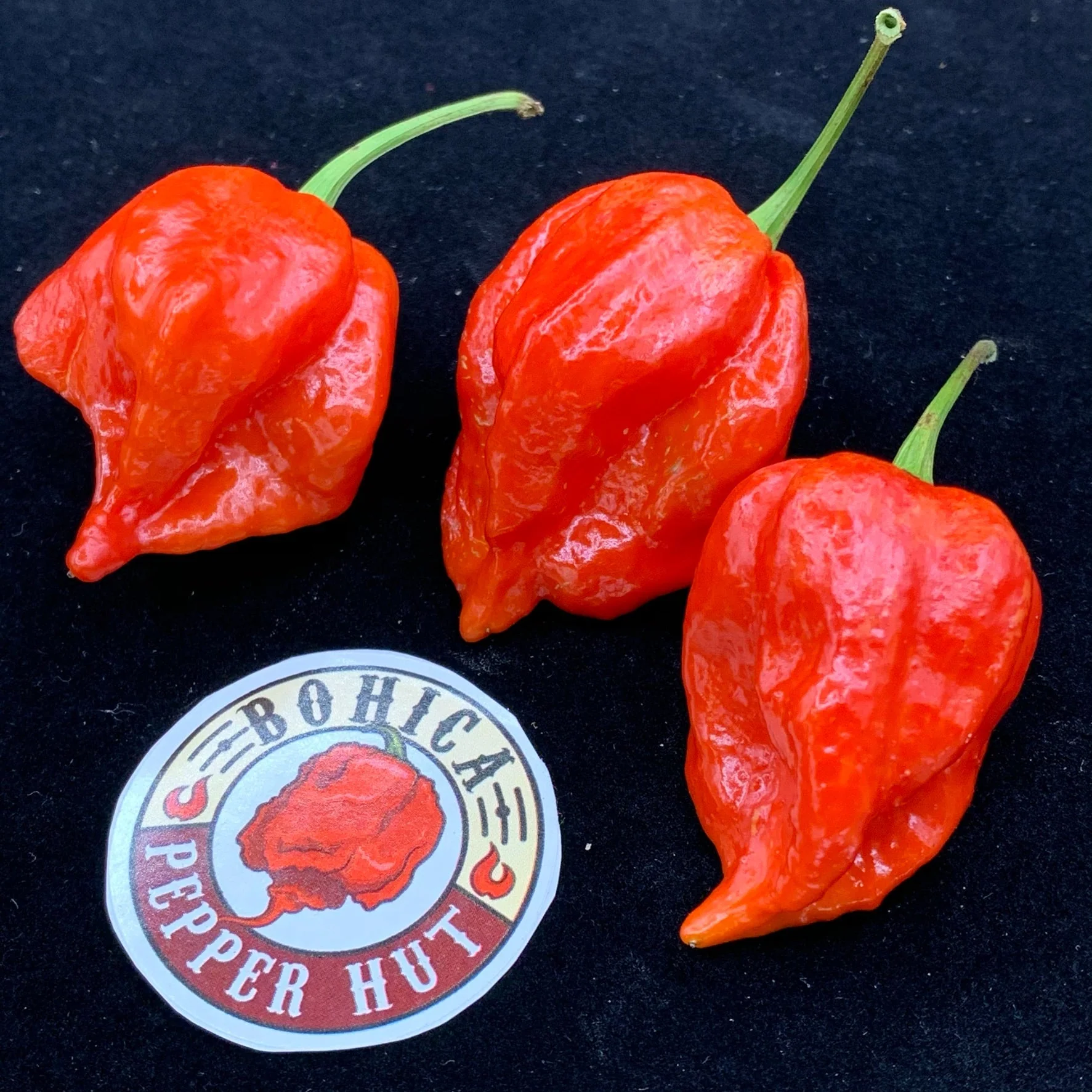 Umorok Red - Seeds - Image 4