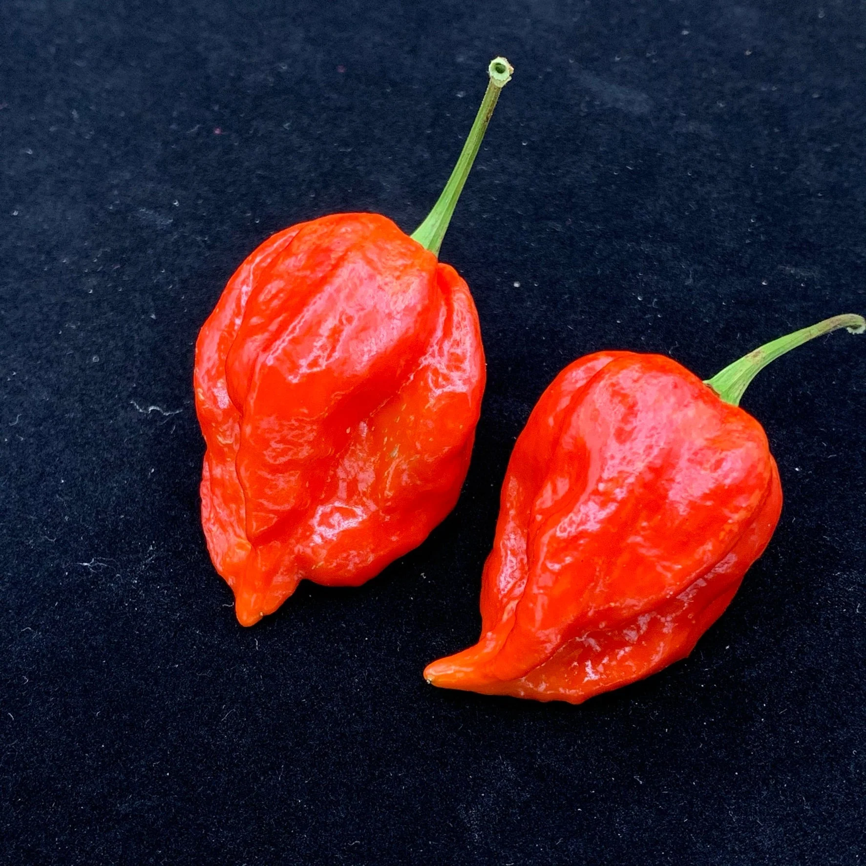 Umorok Red - Seeds - Image 5