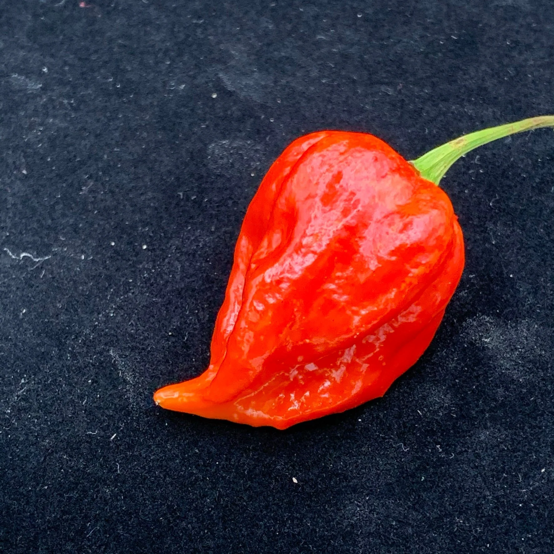 Umorok Red - Seeds - Image 6