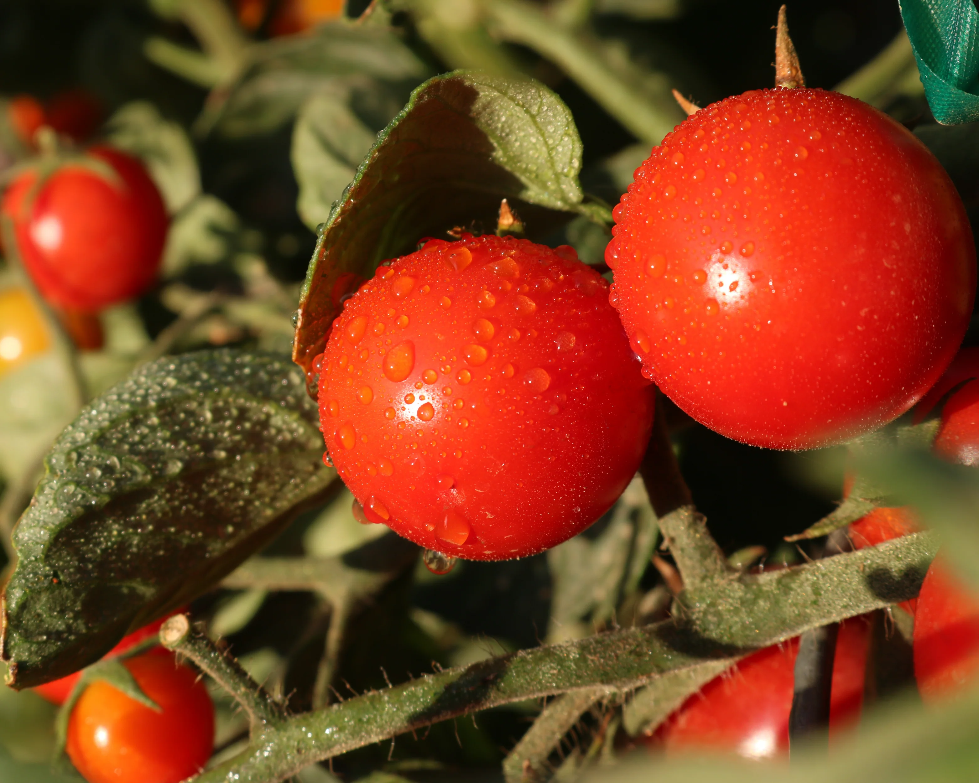 Unicorn Hybrid Tomato Seeds - Image 2
