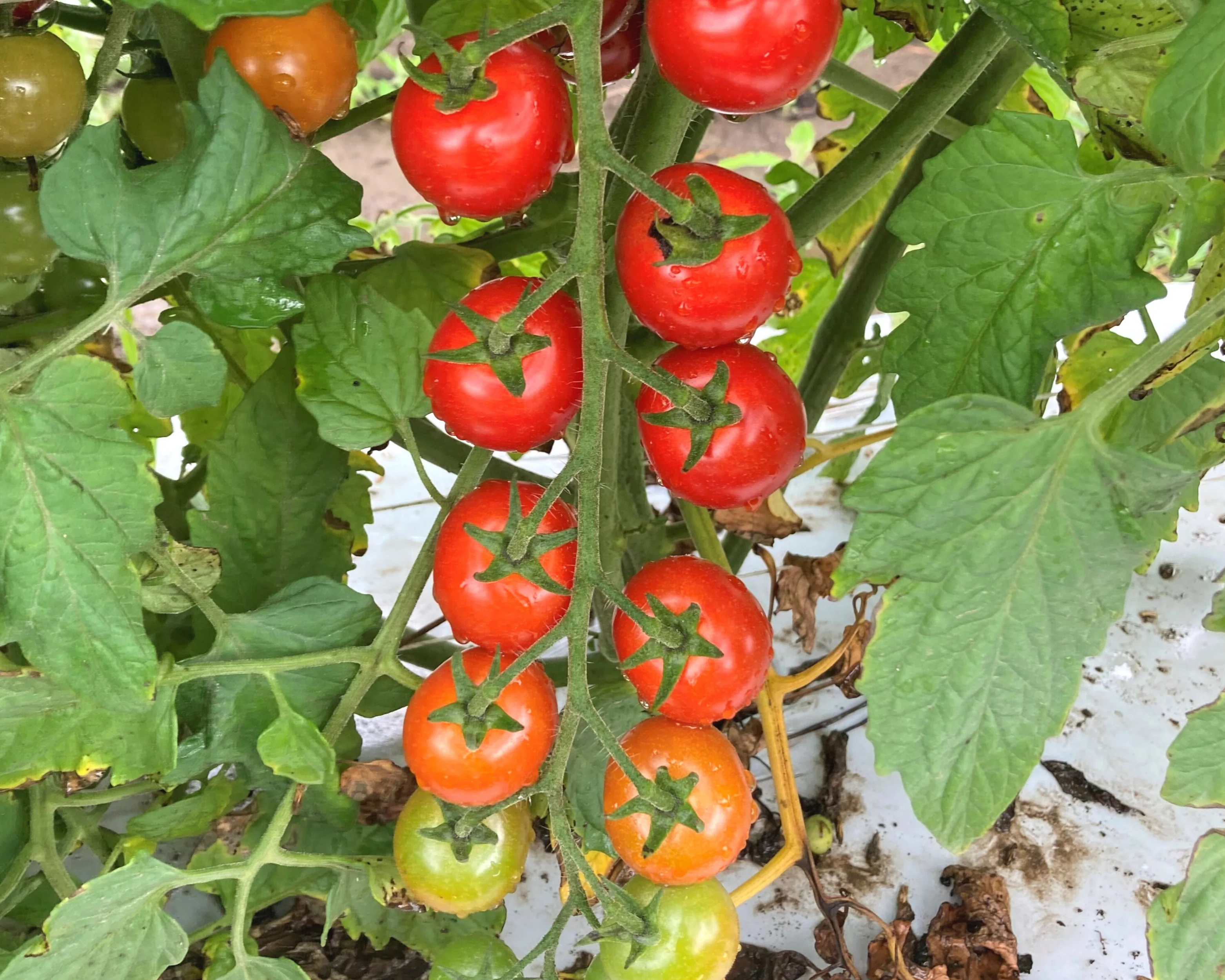 Unicorn Hybrid Tomato Seeds - Image 3