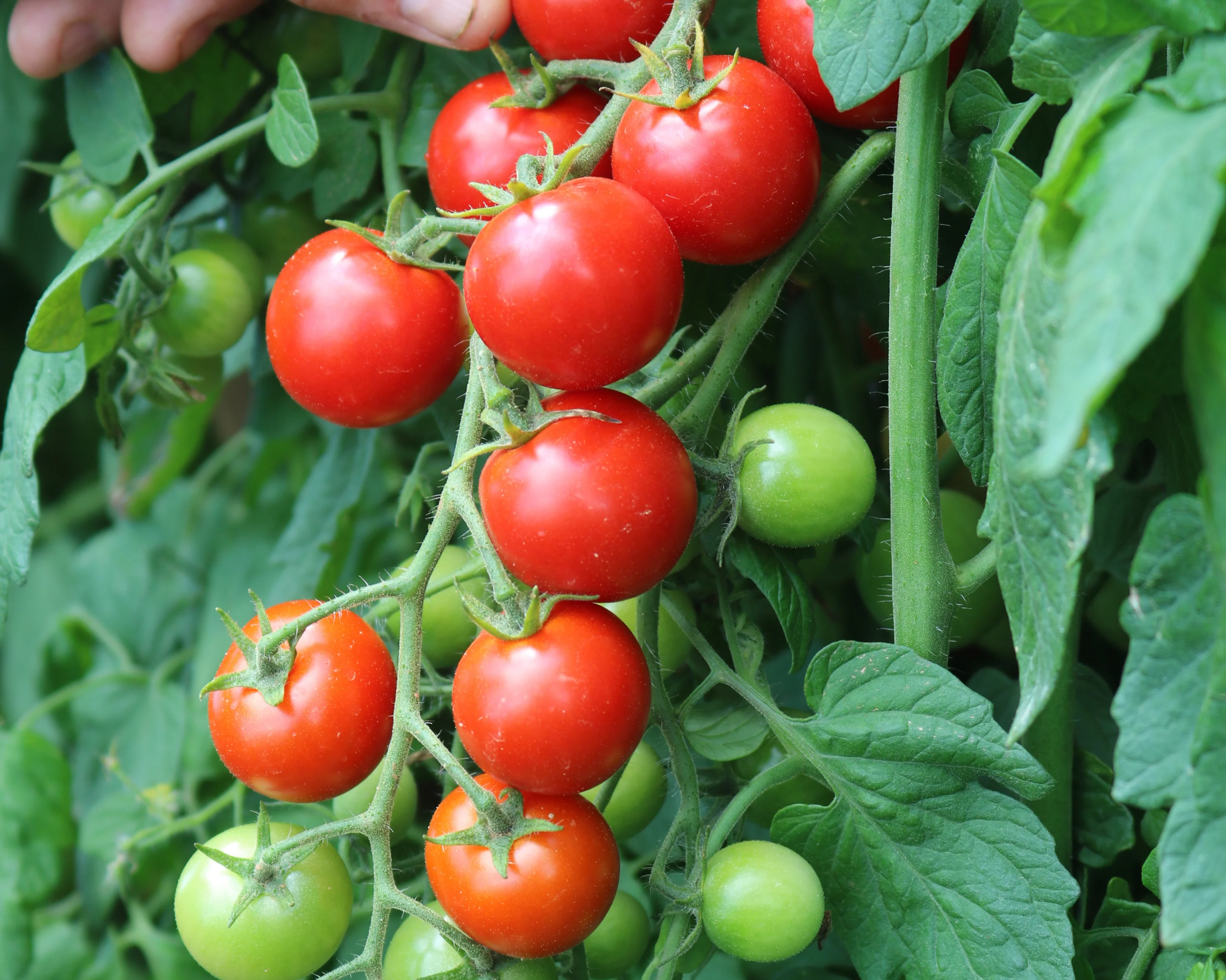 Unicorn Hybrid Tomato Seeds - Image 4