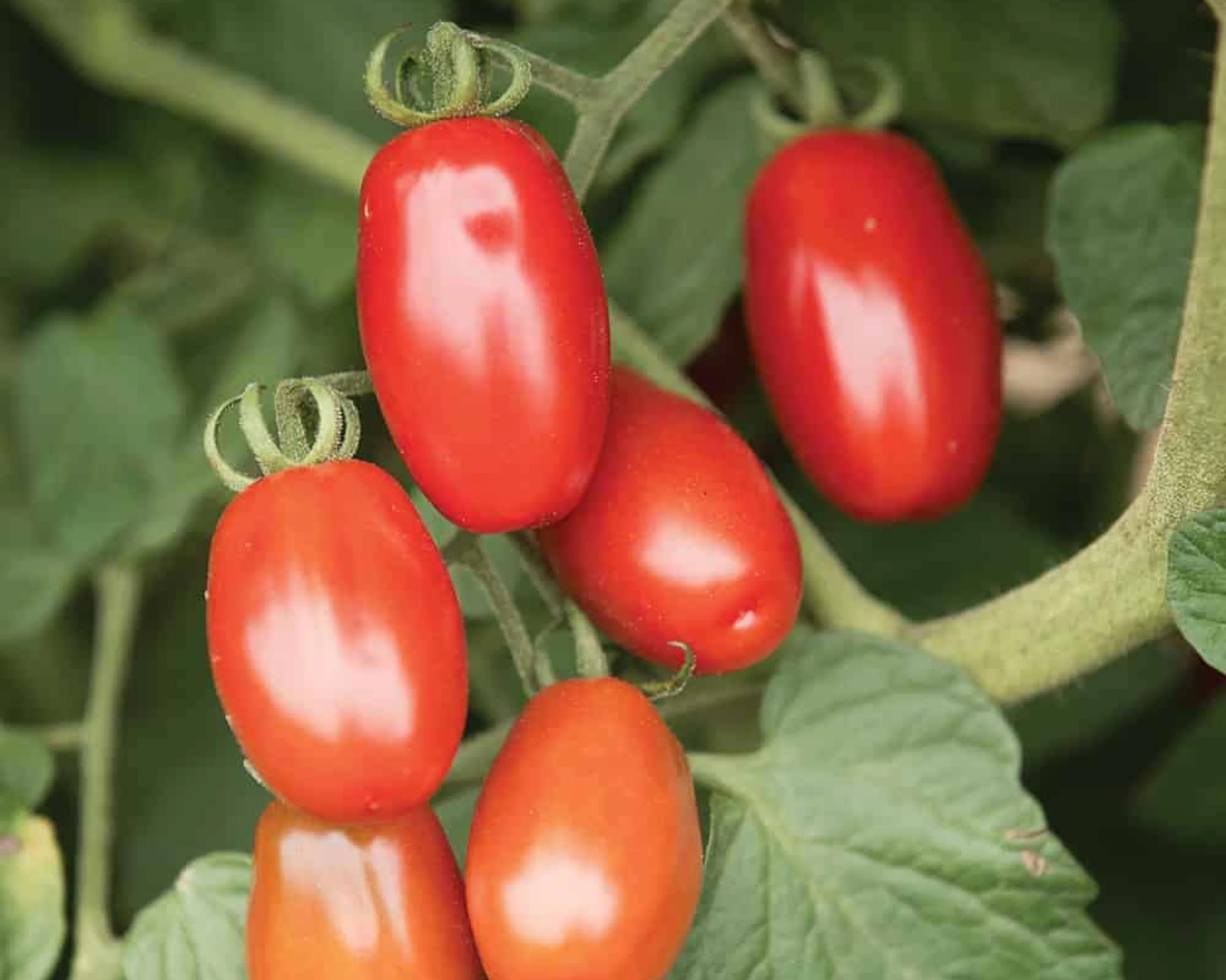 Valentine Hybrid Tomato Seeds - Image 2