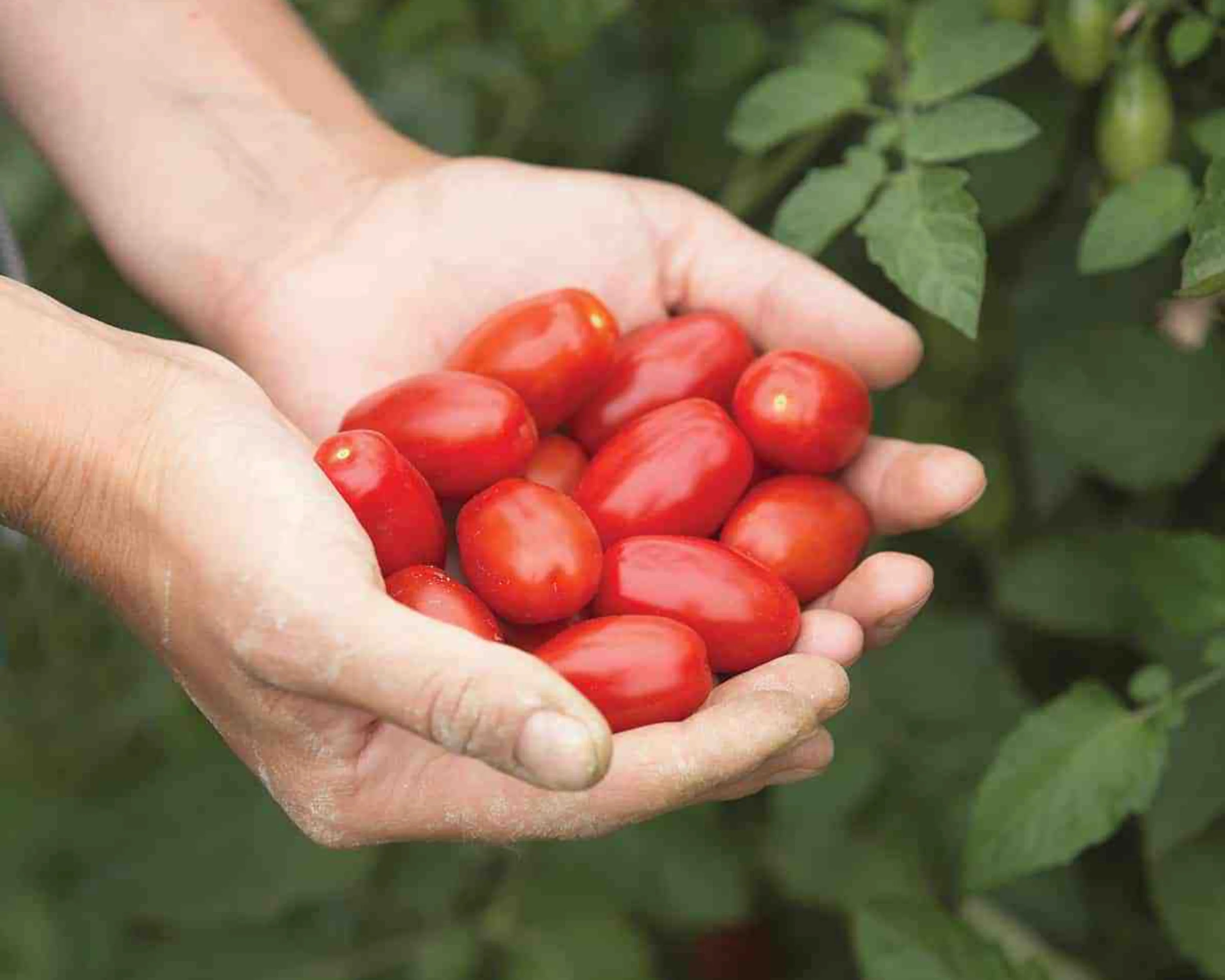 Valentine Hybrid Tomato Seeds - Image 3