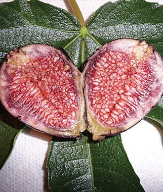 Violet de Bordeaux Dwarf, Fig Tree - Image 2