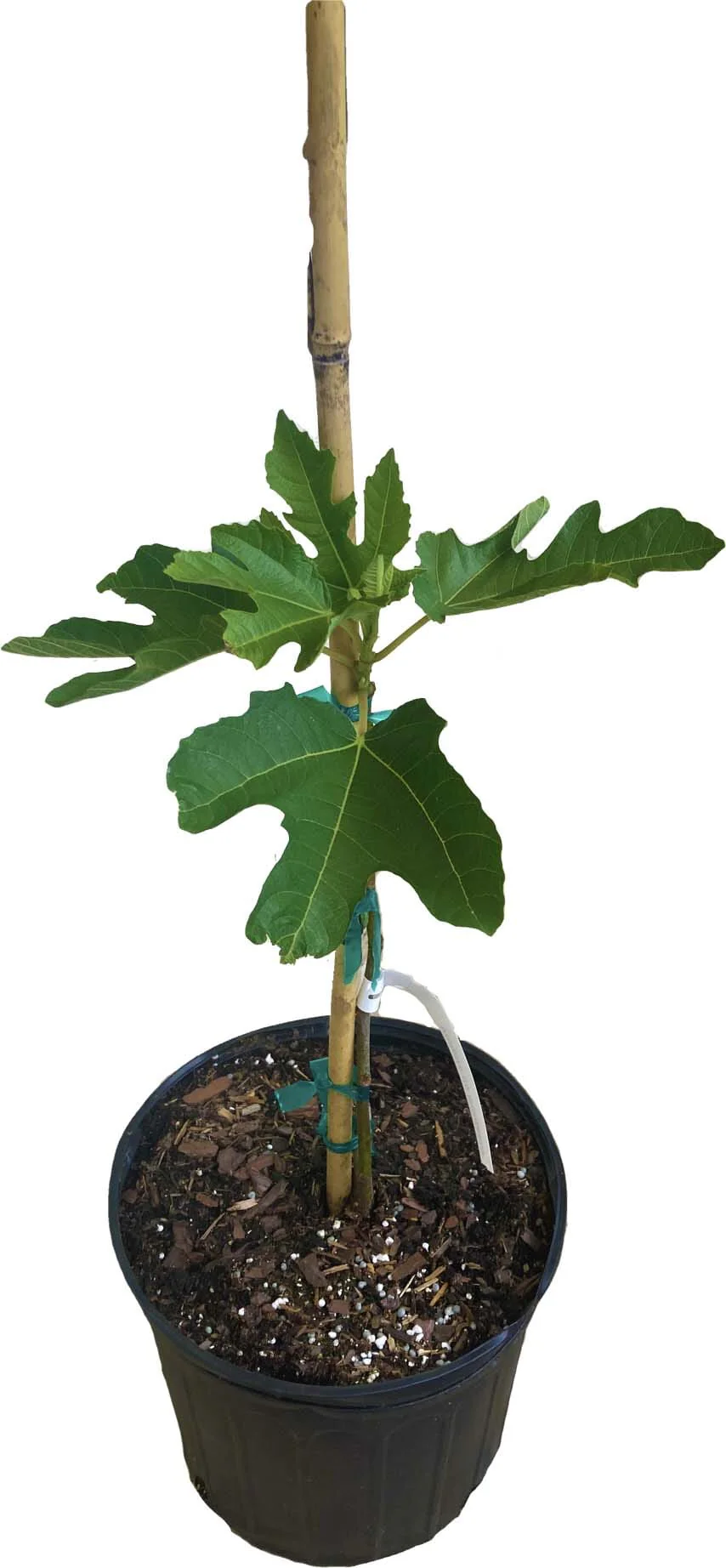 Violet de Bordeaux Dwarf, Fig Tree - Image 3