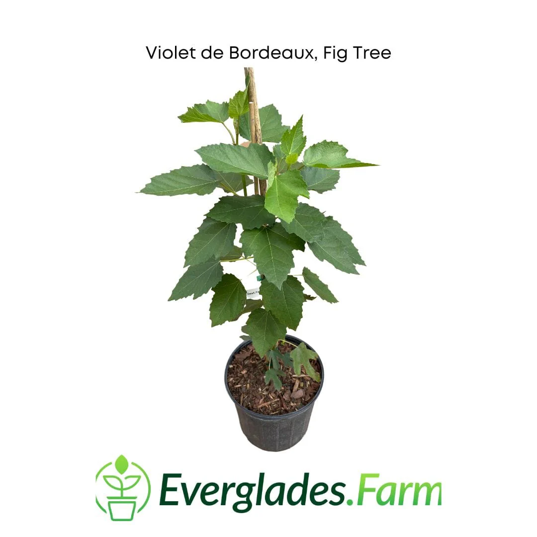 Violet de Bordeaux Dwarf, Fig Tree - Image 4