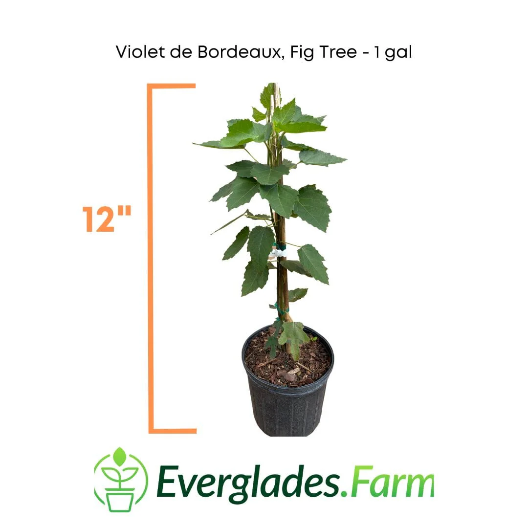 Violet de Bordeaux Dwarf, Fig Tree - Image 5