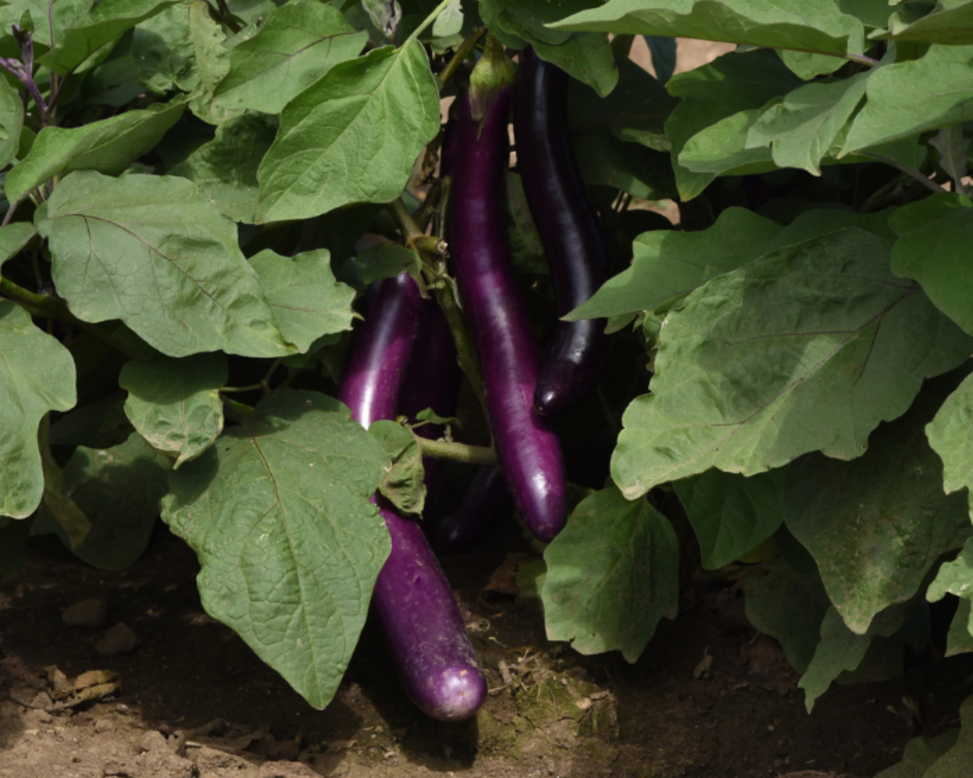 Violet Delight Hybrid Eggplant Seeds - Image 2