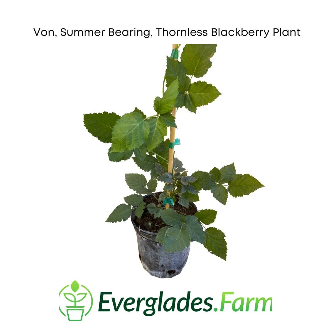 Von, Summer Bearing, Thornless Blackberry Plant - Image 2