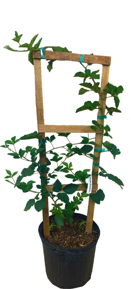 Von, Summer Bearing, Thornless Blackberry Plant - Image 3