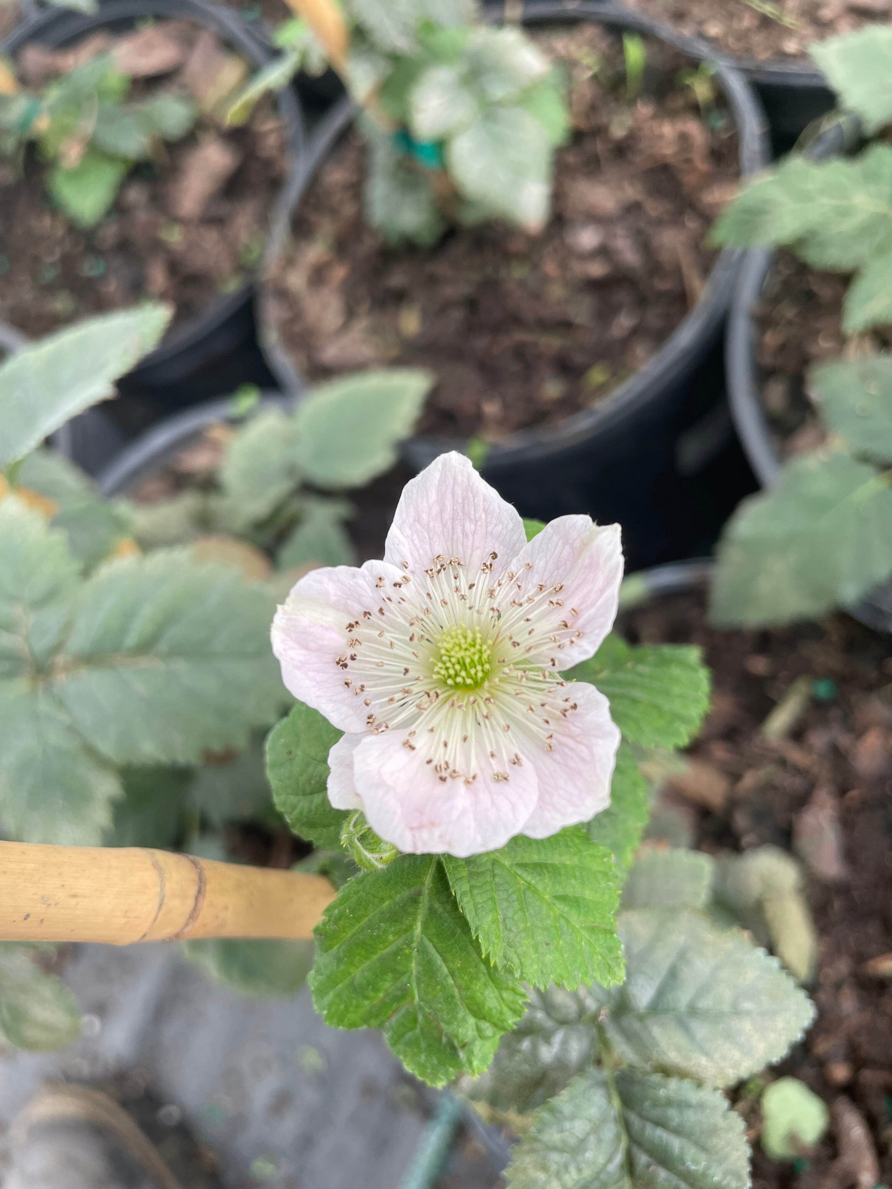 Von, Summer Bearing, Thornless Blackberry Plant - Image 4
