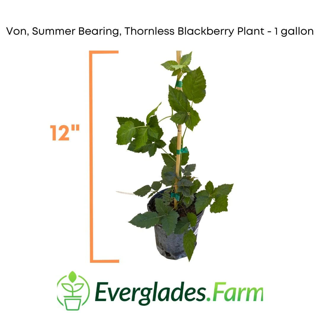 Von, Summer Bearing, Thornless Blackberry Plant - Image 5