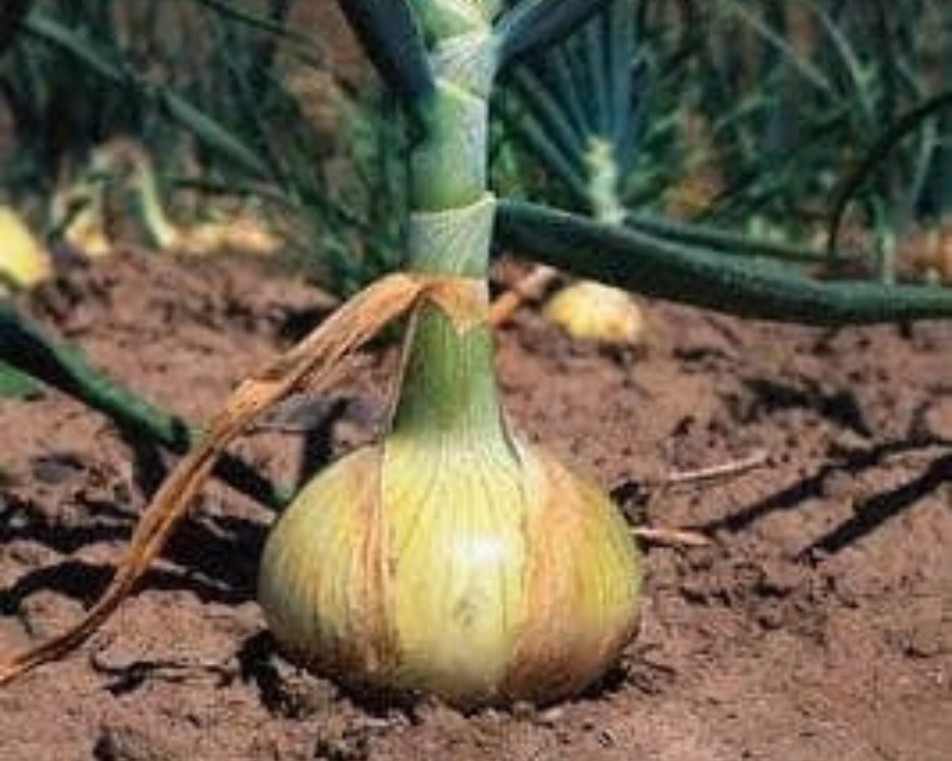 Walla Walla Sweet Onion Seeds - Image 2