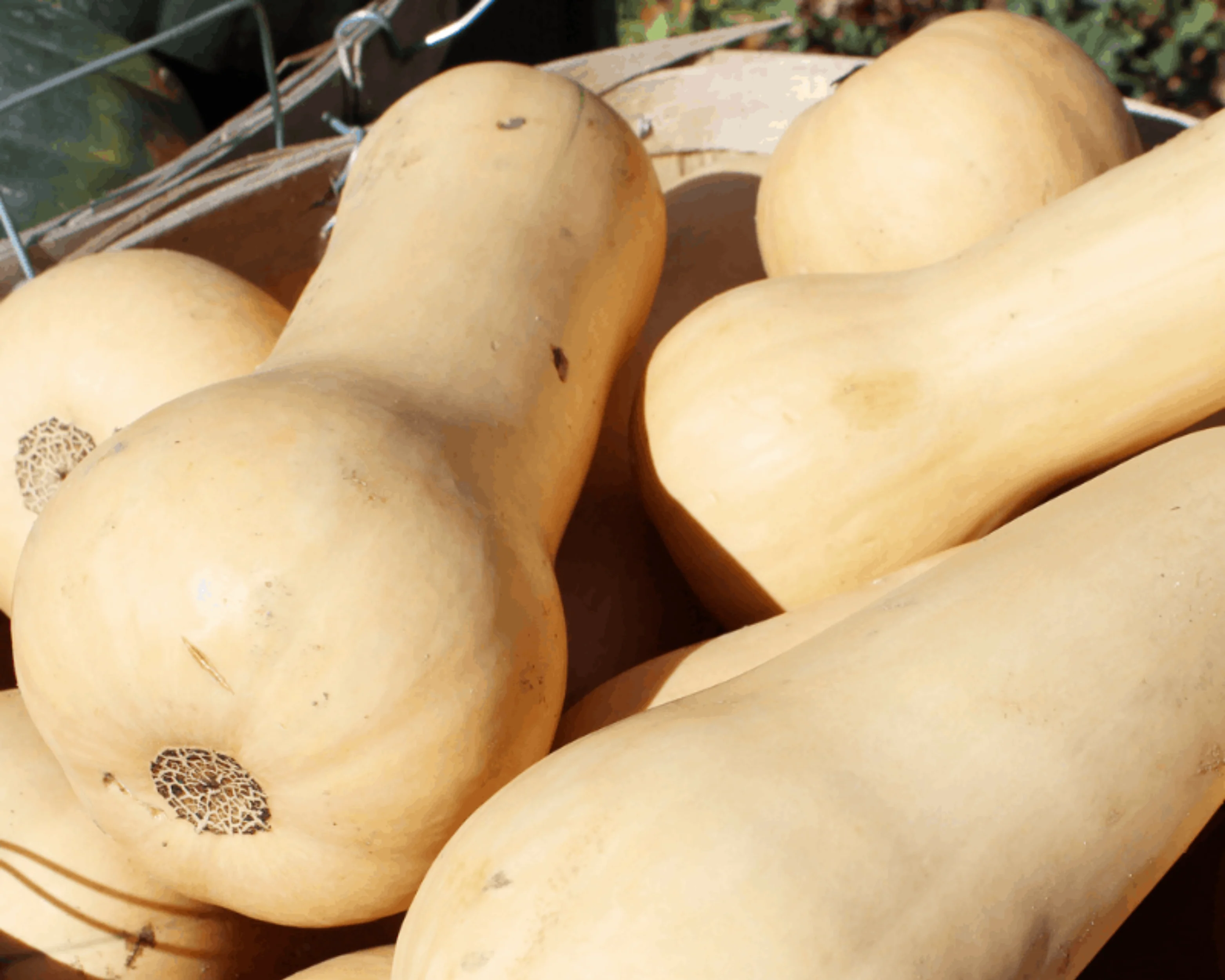 Waltham Butternut Winter Squash Seeds - Image 2