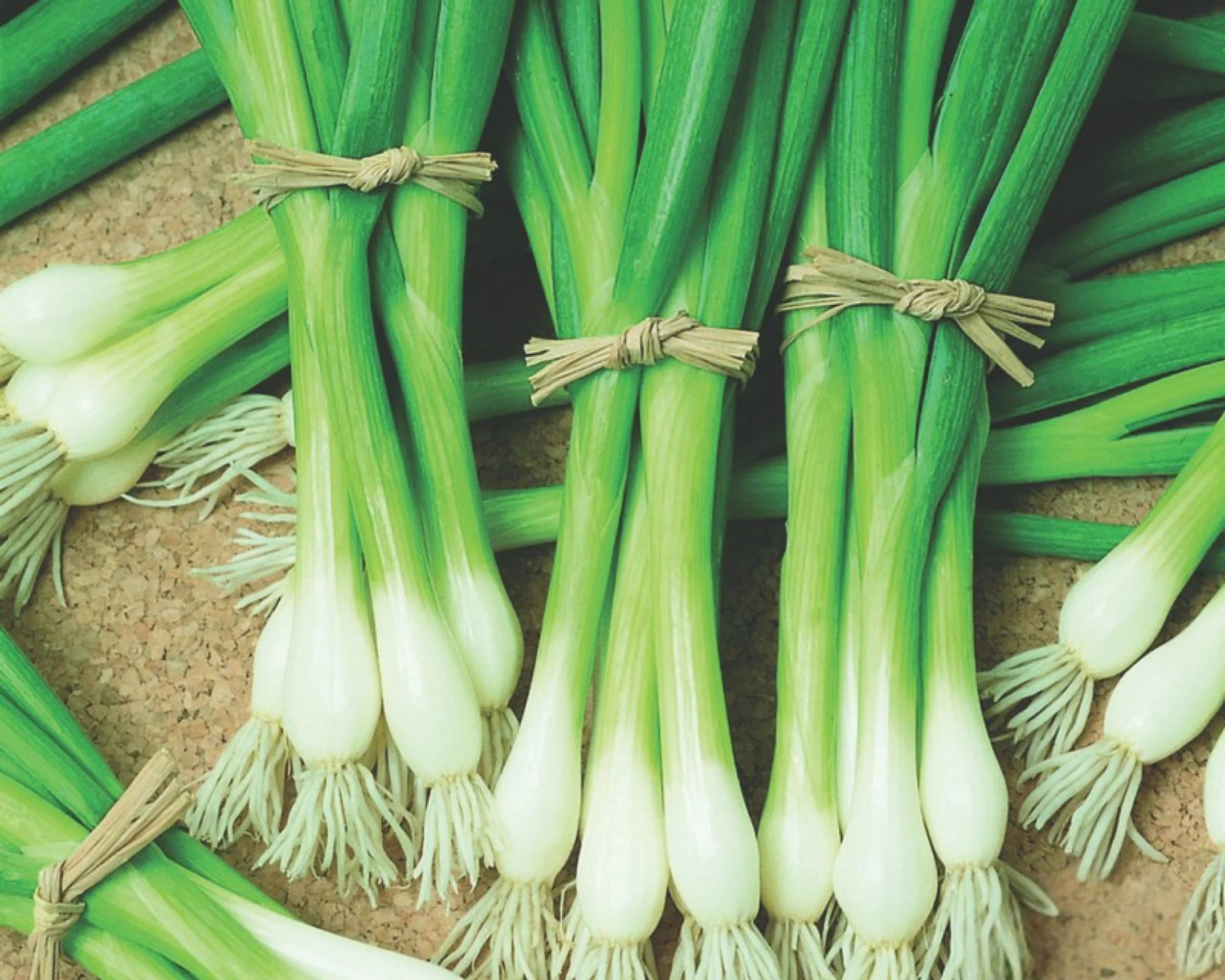 Warrior Bunching Onion - Image 2