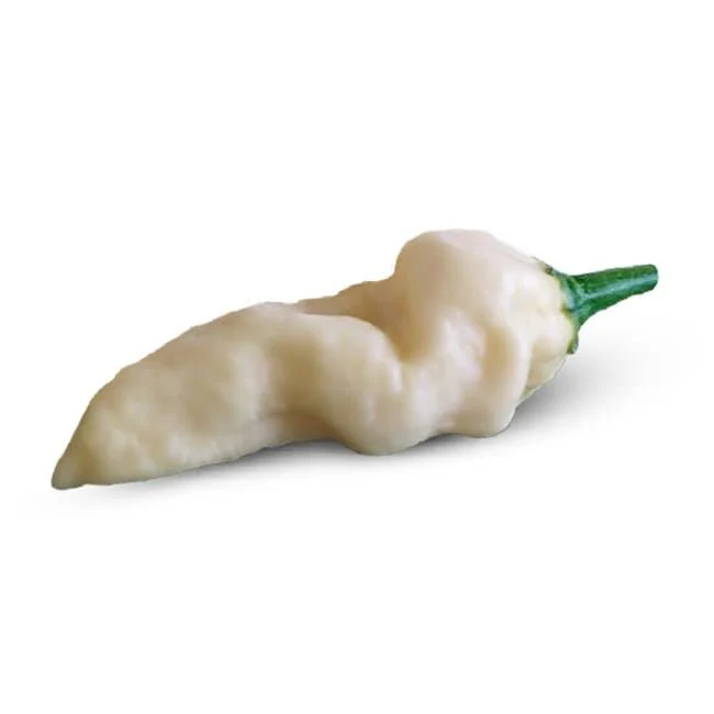 White Devils Tongue Pepper Seeds - Image 2