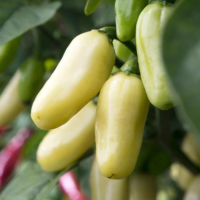 White Habanero Pepper Seeds - Image 2