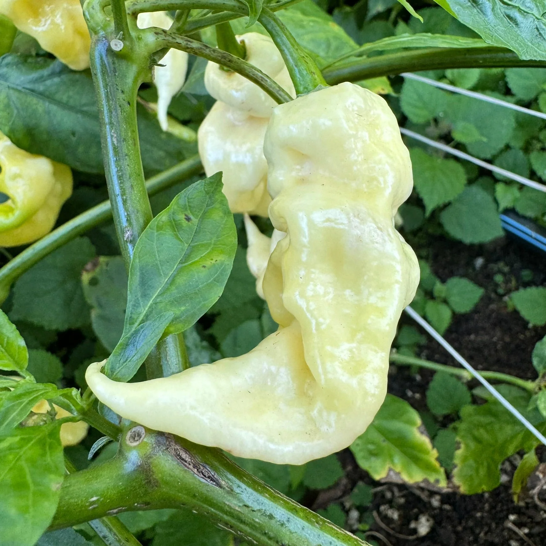 White Knight - Seeds - Image 2