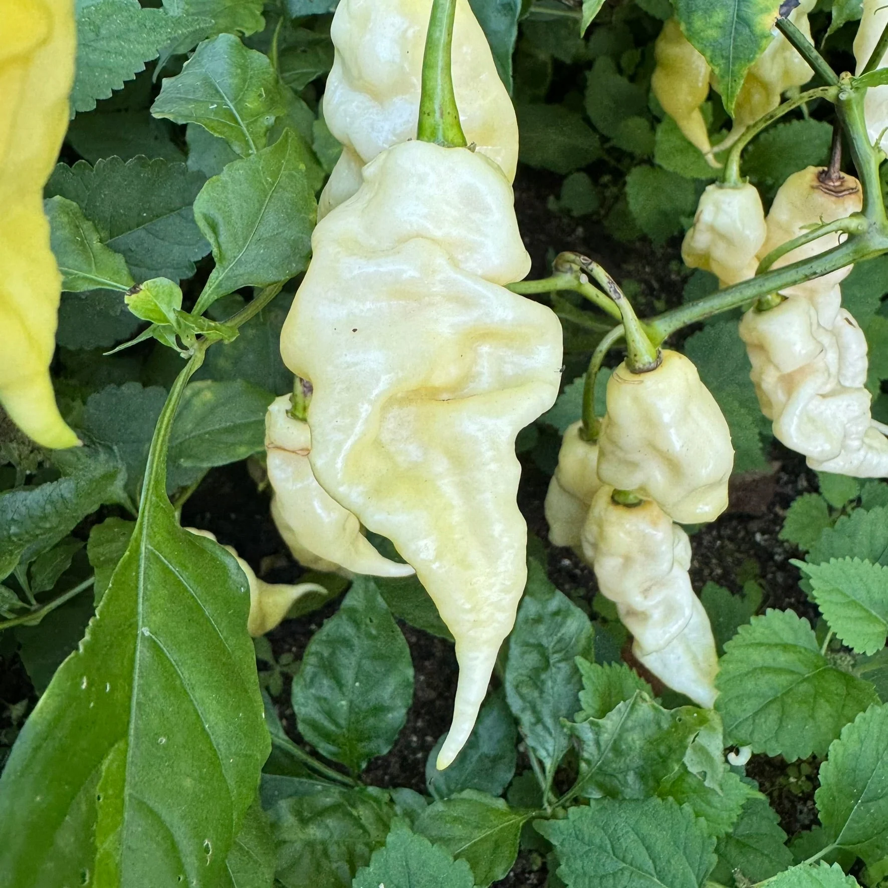 White Knight - Seeds - Image 3
