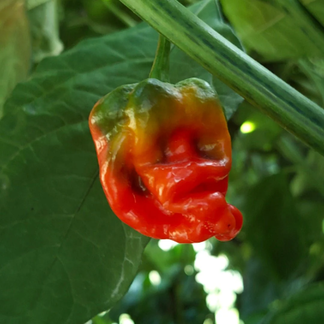 WHP 006 Chili Pepper Seeds - Image 2