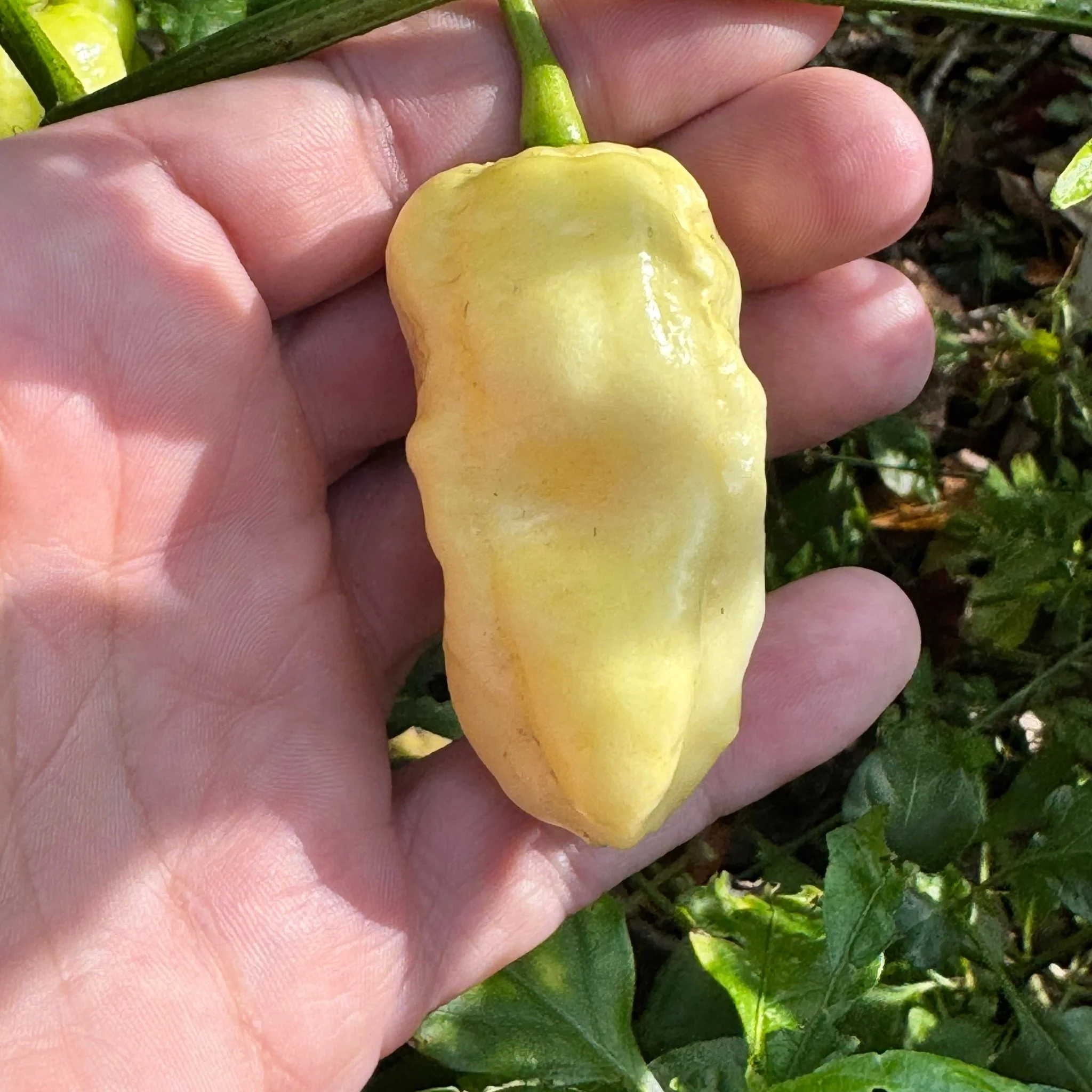 WhyNot - Seeds - Image 2