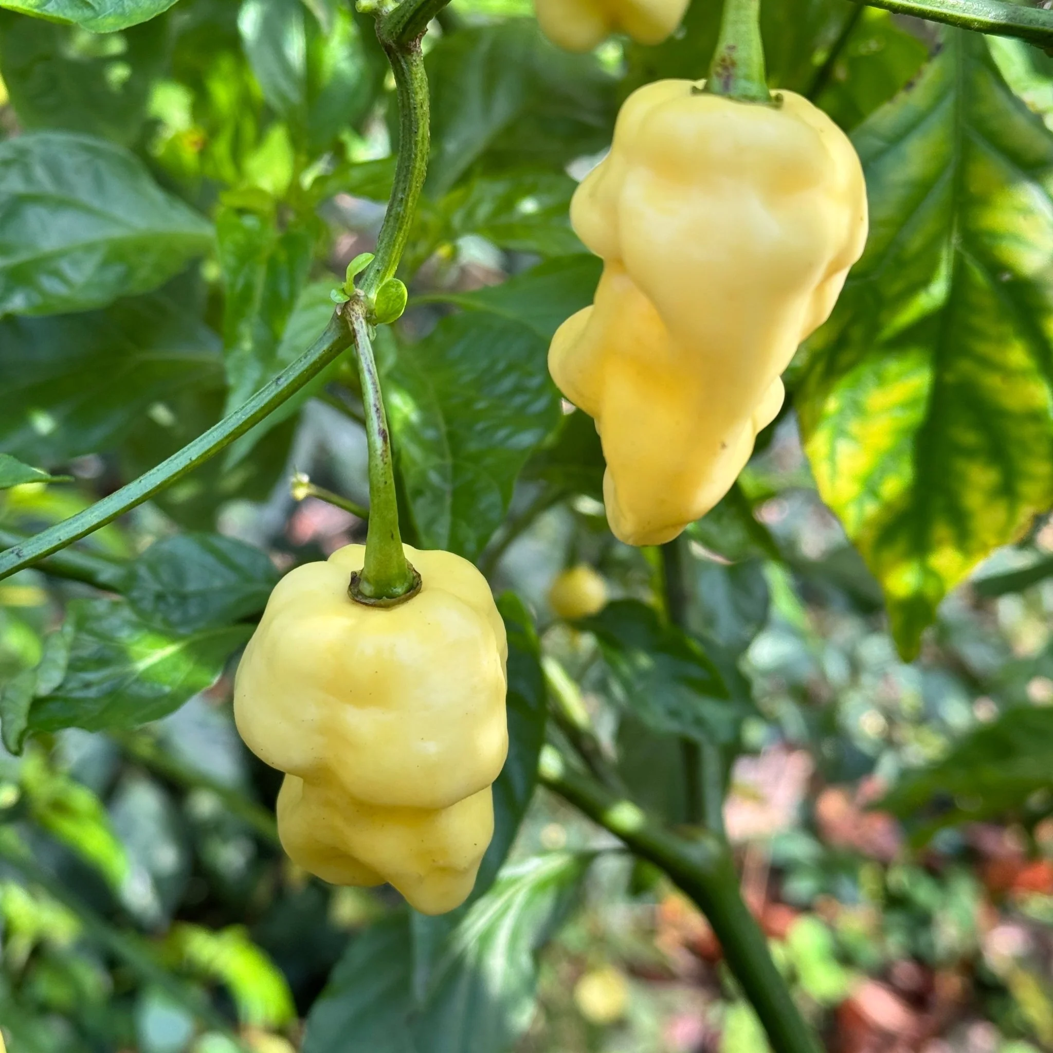 WhyNot - Seeds - Image 3
