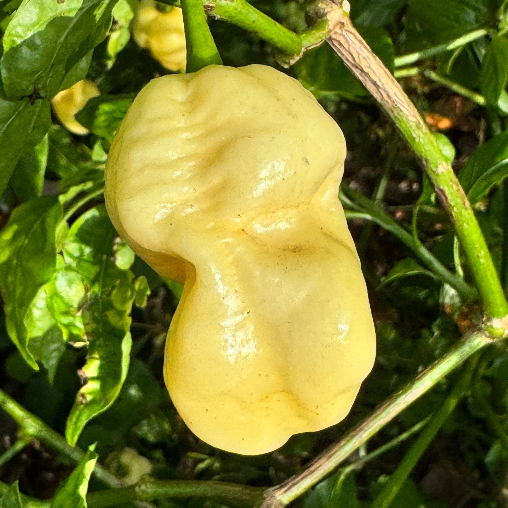 WhyNot - Seeds - Image 4