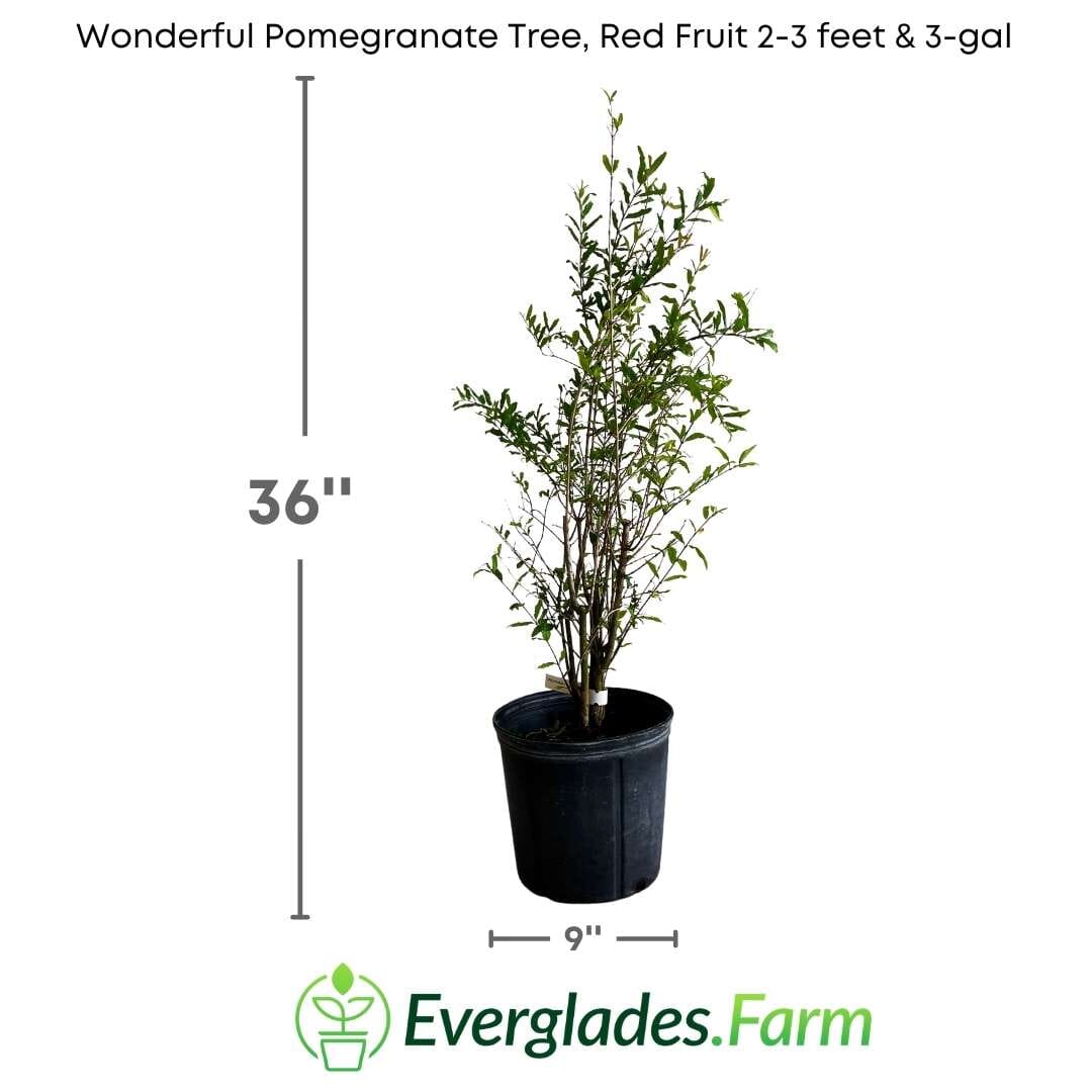 Wonderful Pomegranate Tree, Red Fruit - Image 3