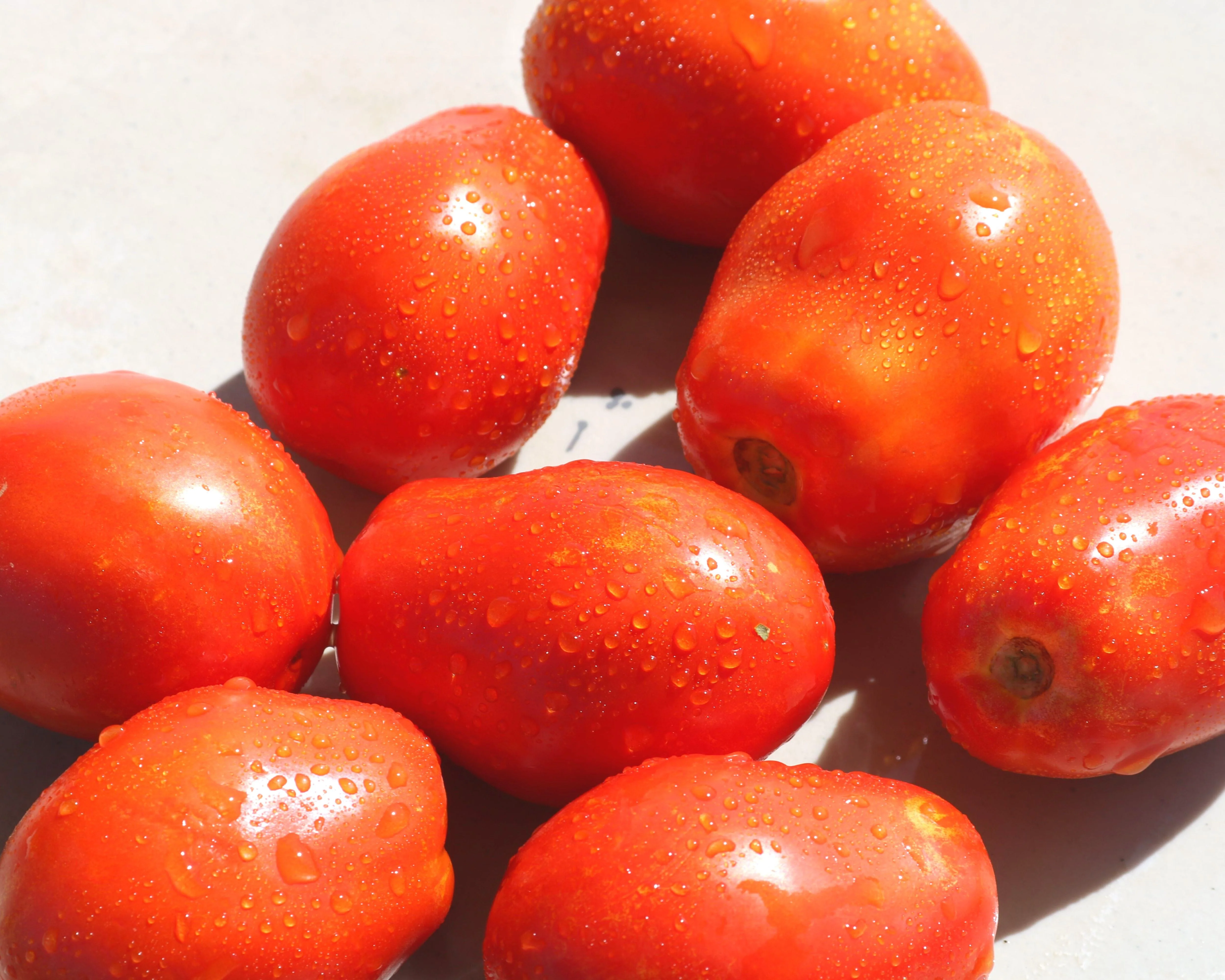 Yaqui Hybrid Tomato Seeds - Image 2