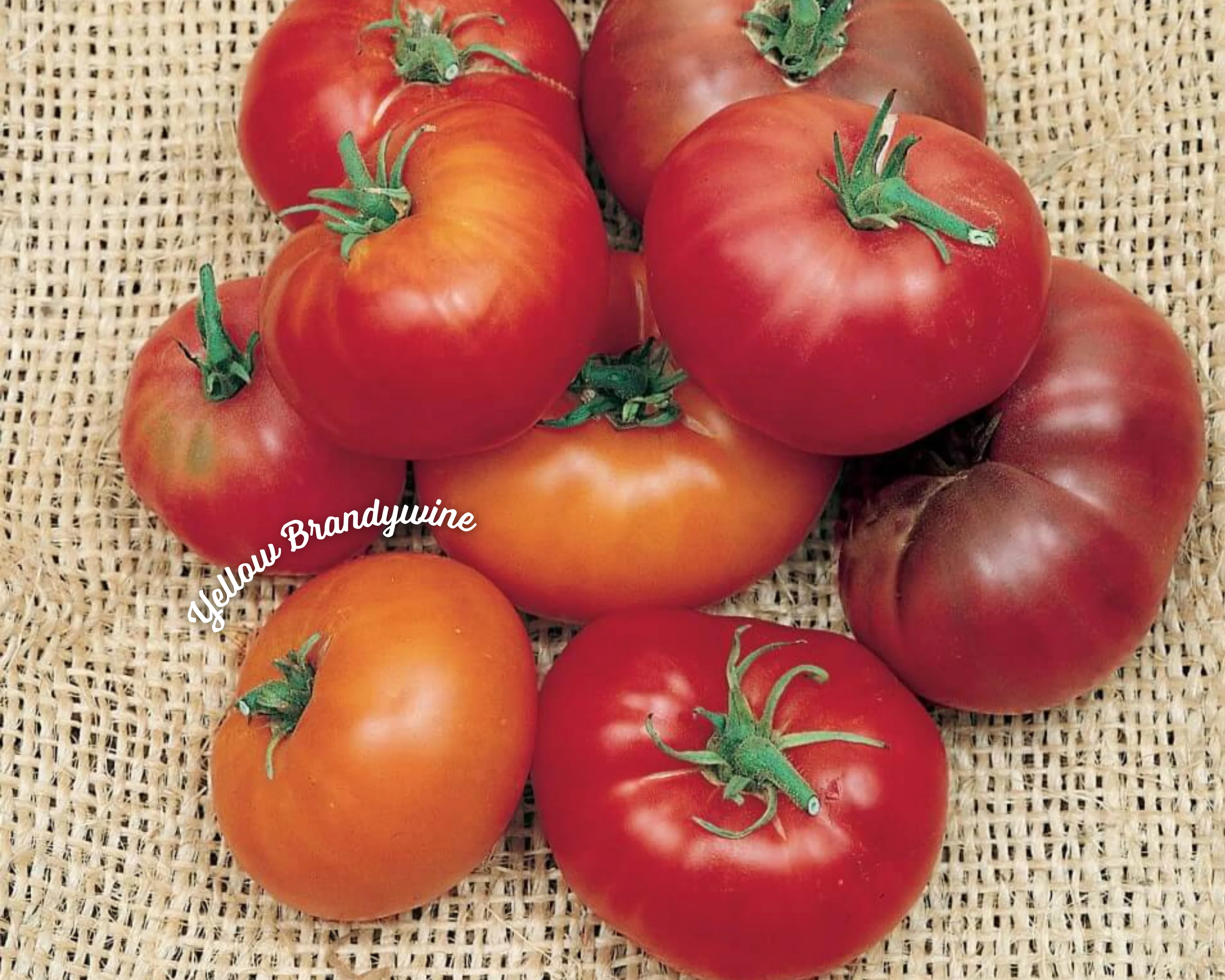 Yellow Brandywine Tomato Seeds - Image 2