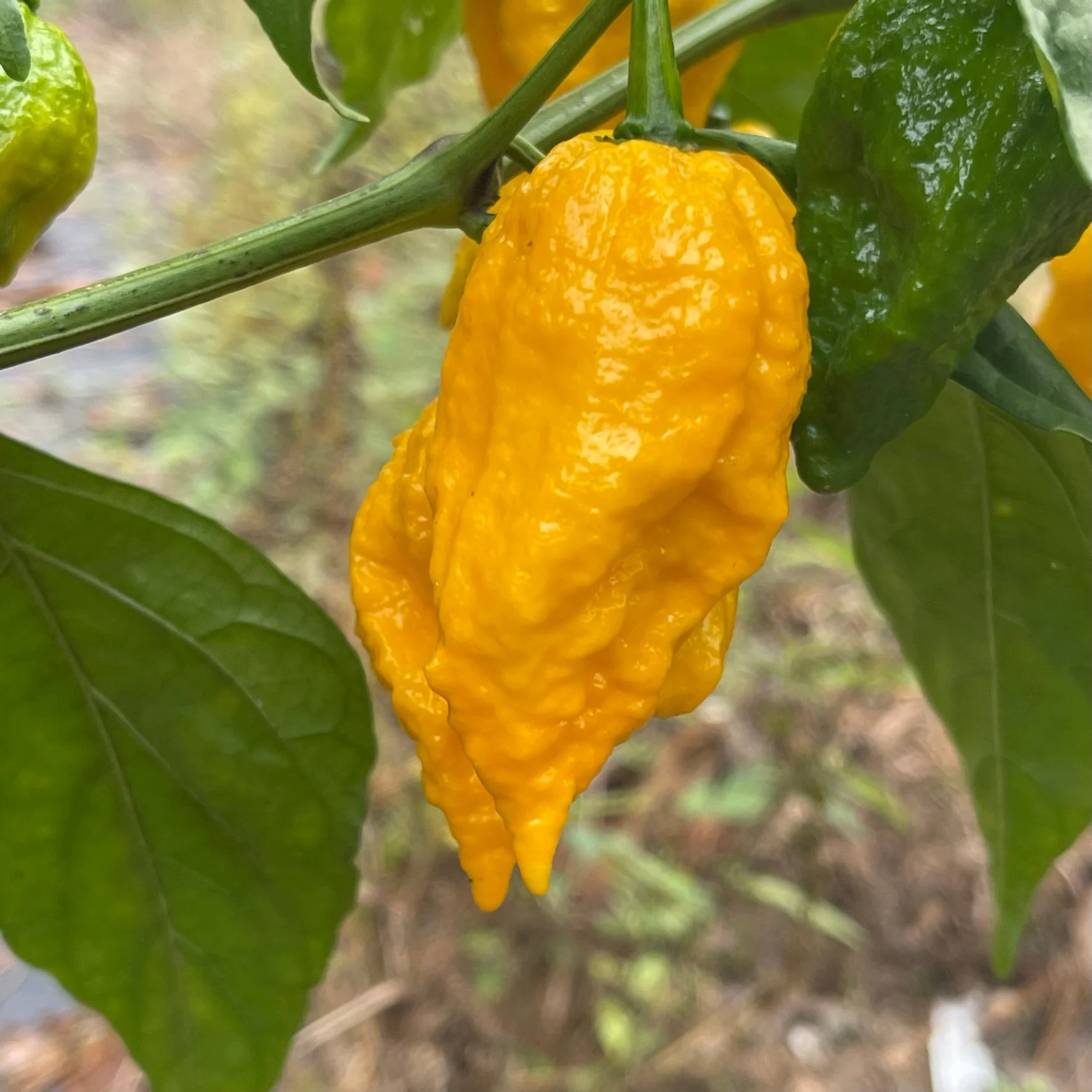 Yellow Fever - Seeds - Image 2