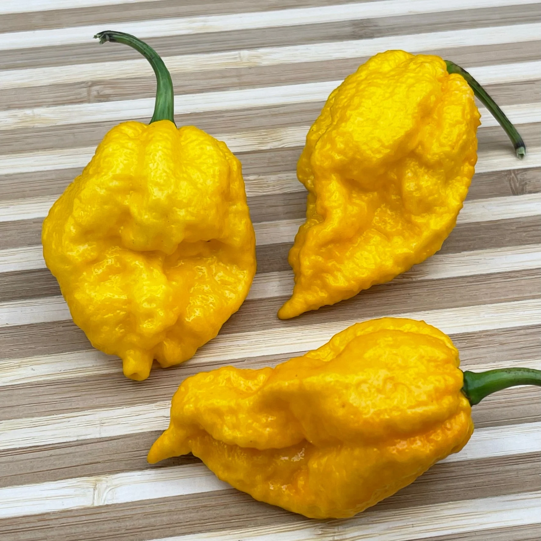 Yellow Fever - Seeds - Image 3