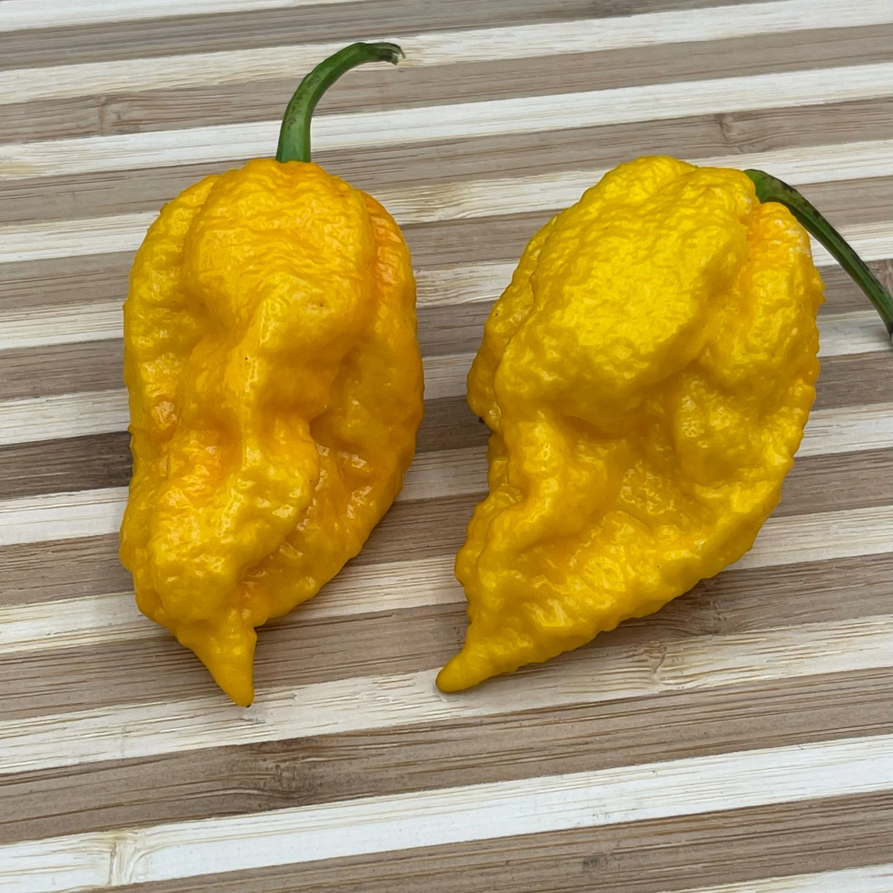 Yellow Fever - Seeds - Image 4