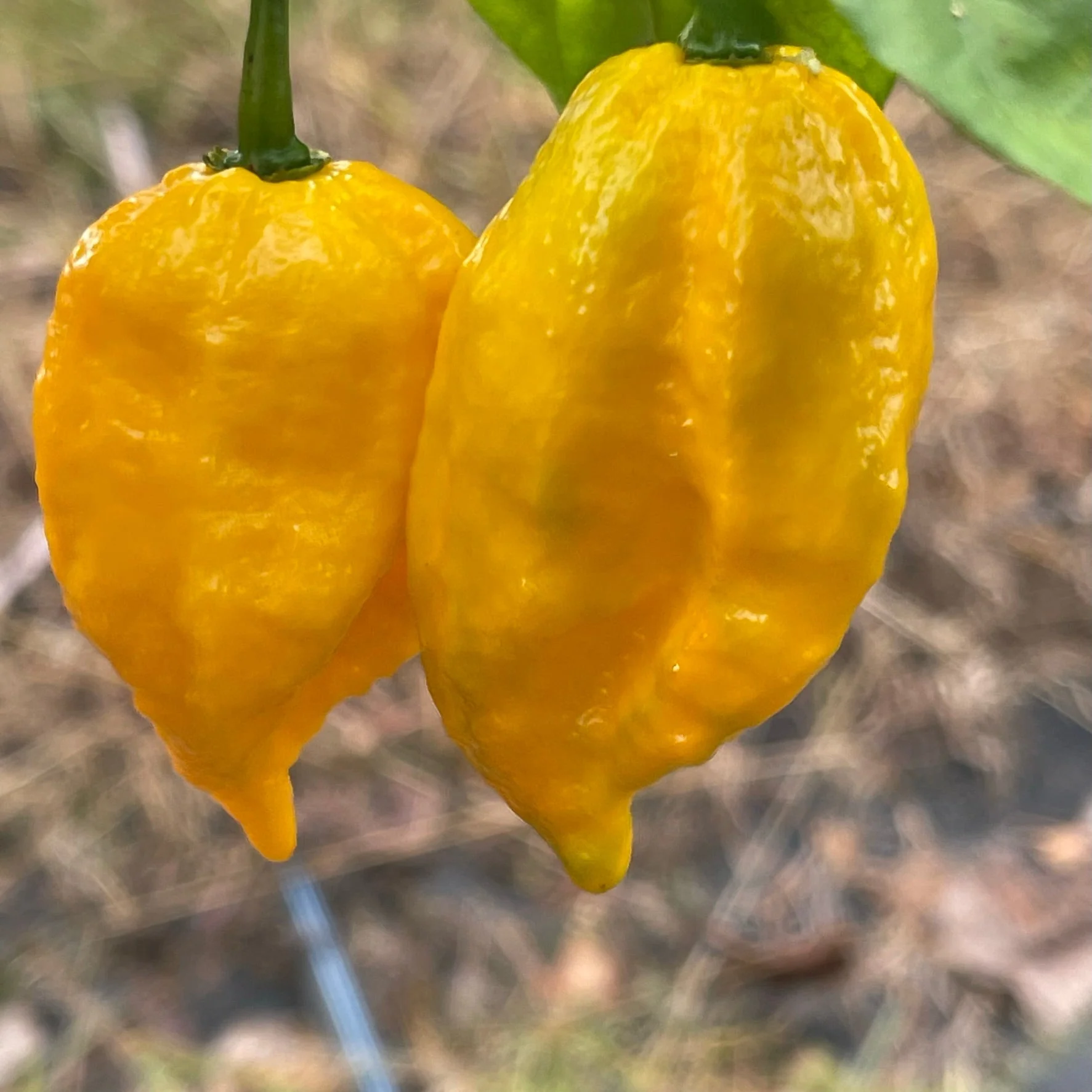 Yellow Fever - Seeds - Image 6