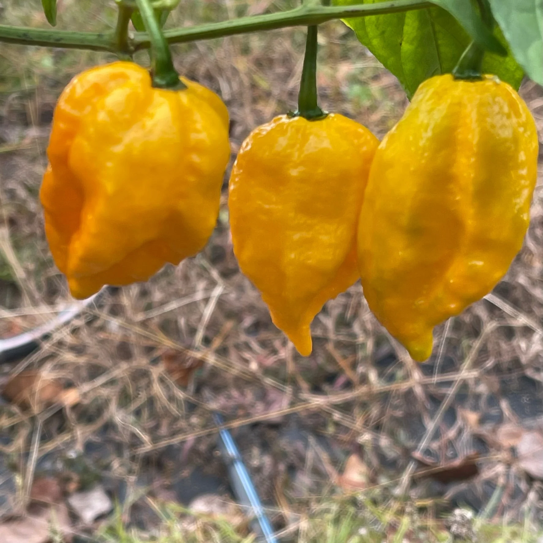 Yellow Fever - Seeds - Image 7
