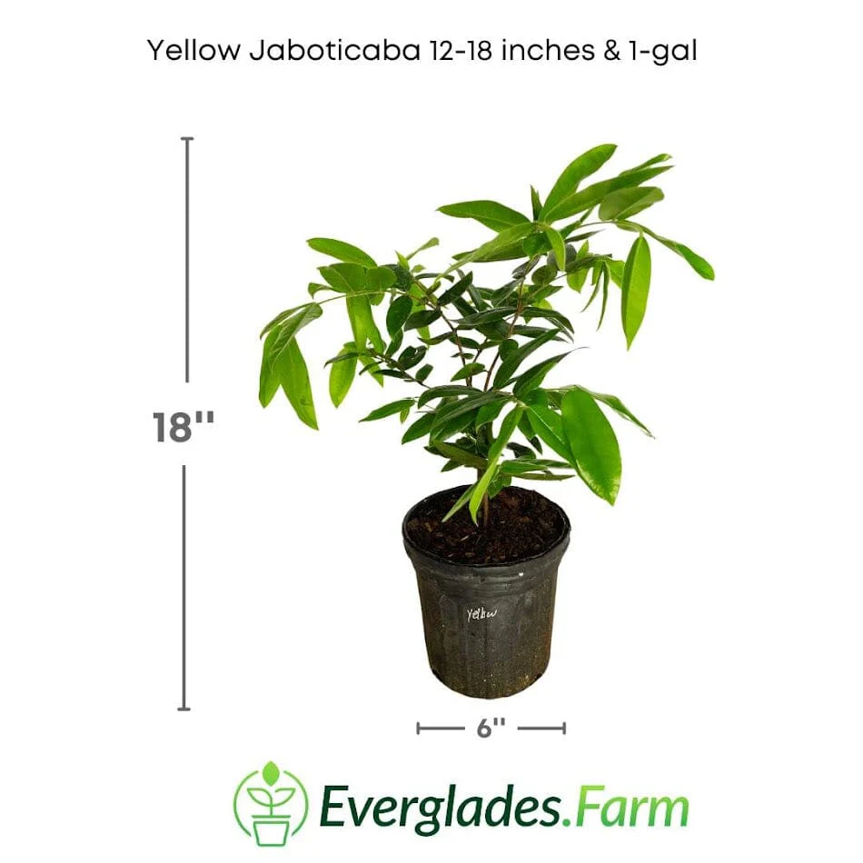 Yellow Jaboticaba Tree