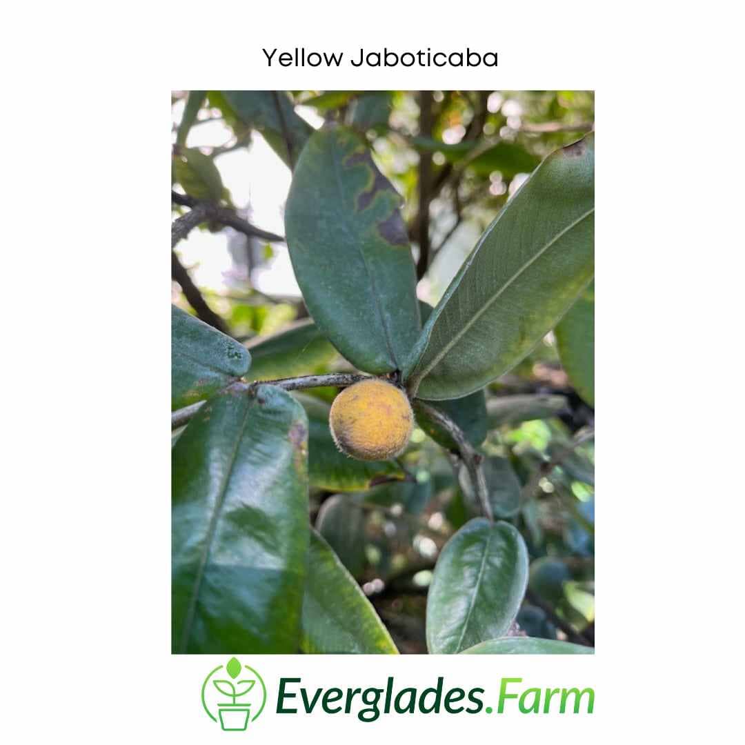 Yellow Jaboticaba Tree - Image 2