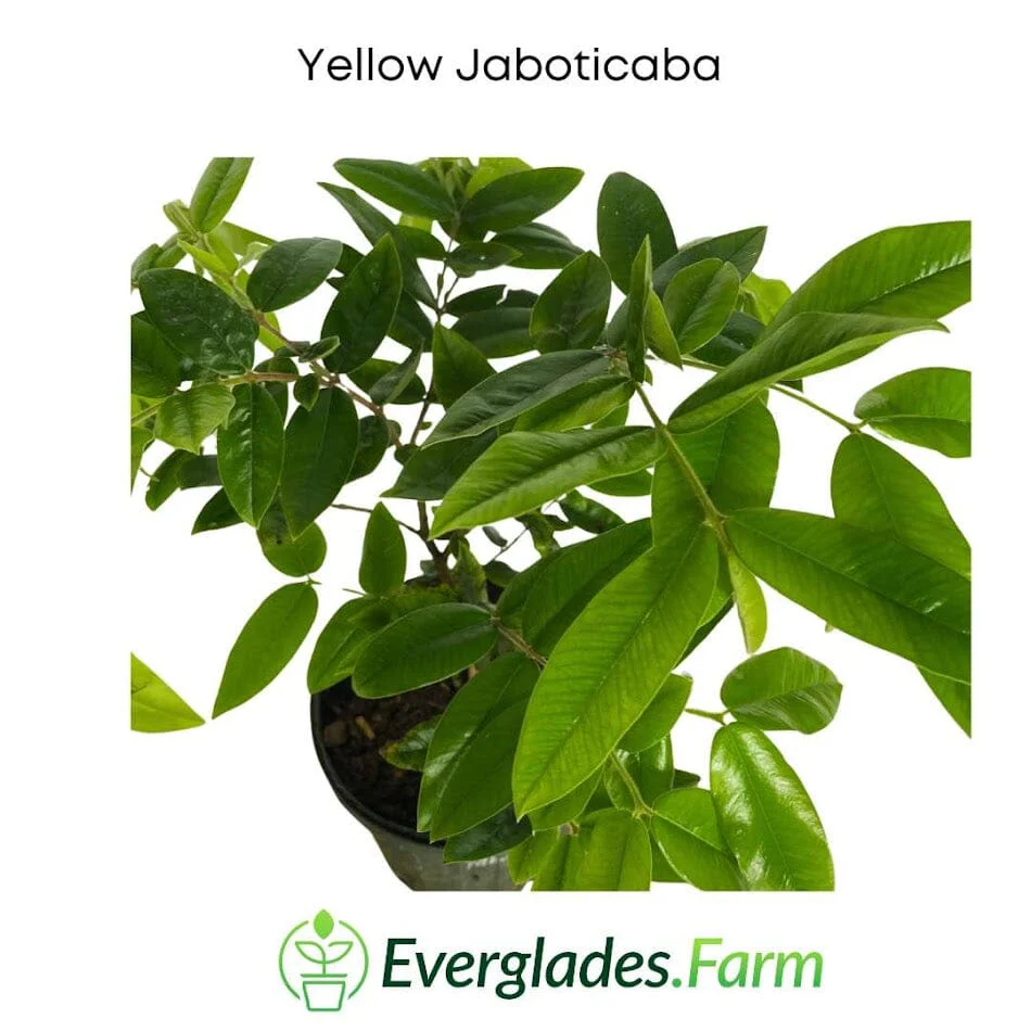 Yellow Jaboticaba Tree - Image 3