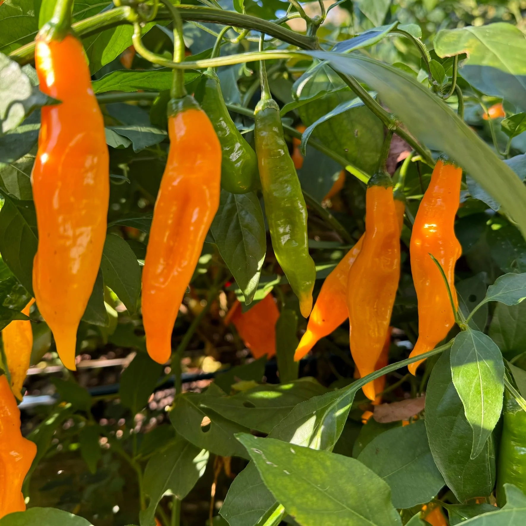 Yellow Pasilla Mixe Chili or Yellow Pasilla de Oaxaca - Seeds - Image 3
