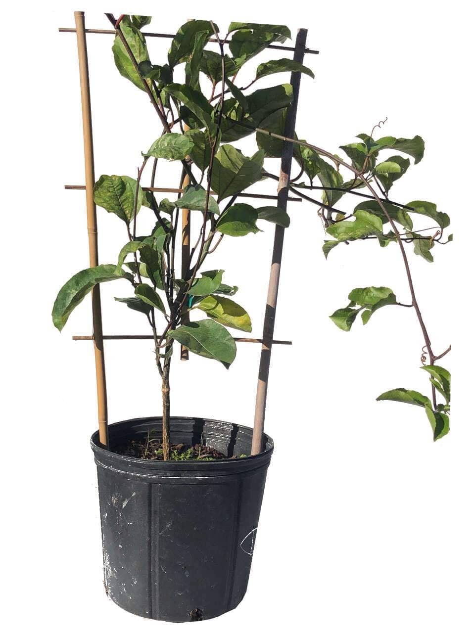 Yellow Passion Fruit Vine, Maracuya Amarillo for sale from Florida - Image 2