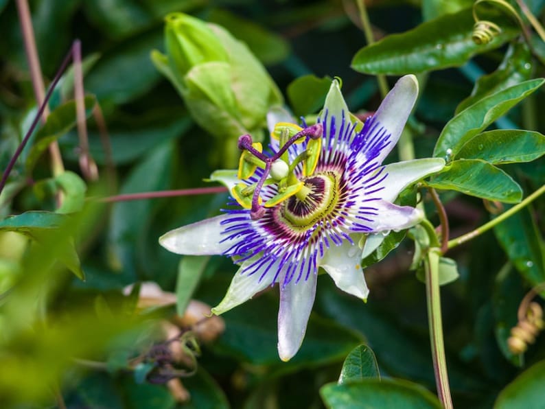 Yellow Passion Fruit Vine, Maracuya Amarillo for sale from Florida - Image 3