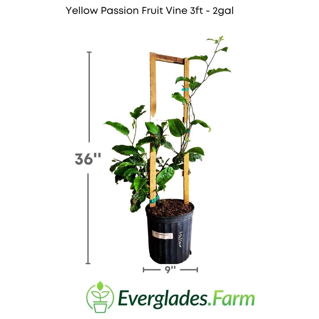 Yellow Passion Fruit Vine, Maracuya Amarillo for sale from Florida - Image 4