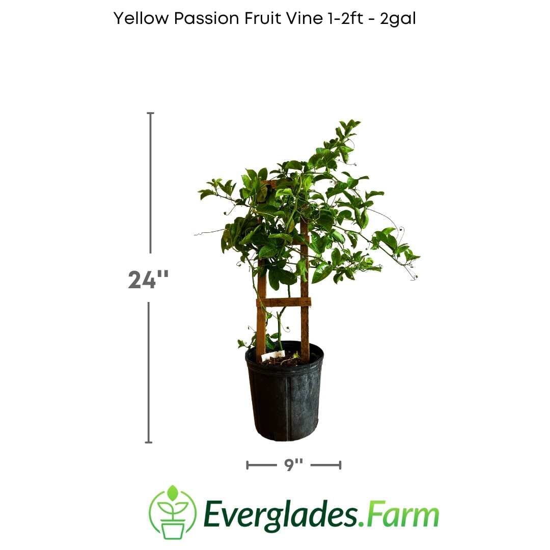 Yellow Passion Fruit Vine, Maracuya Amarillo for sale from Florida - Image 5