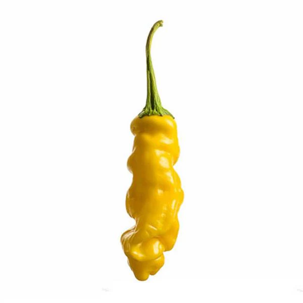 Yellow Peter Pepper Seeds (Non-Isolated) - Image 2