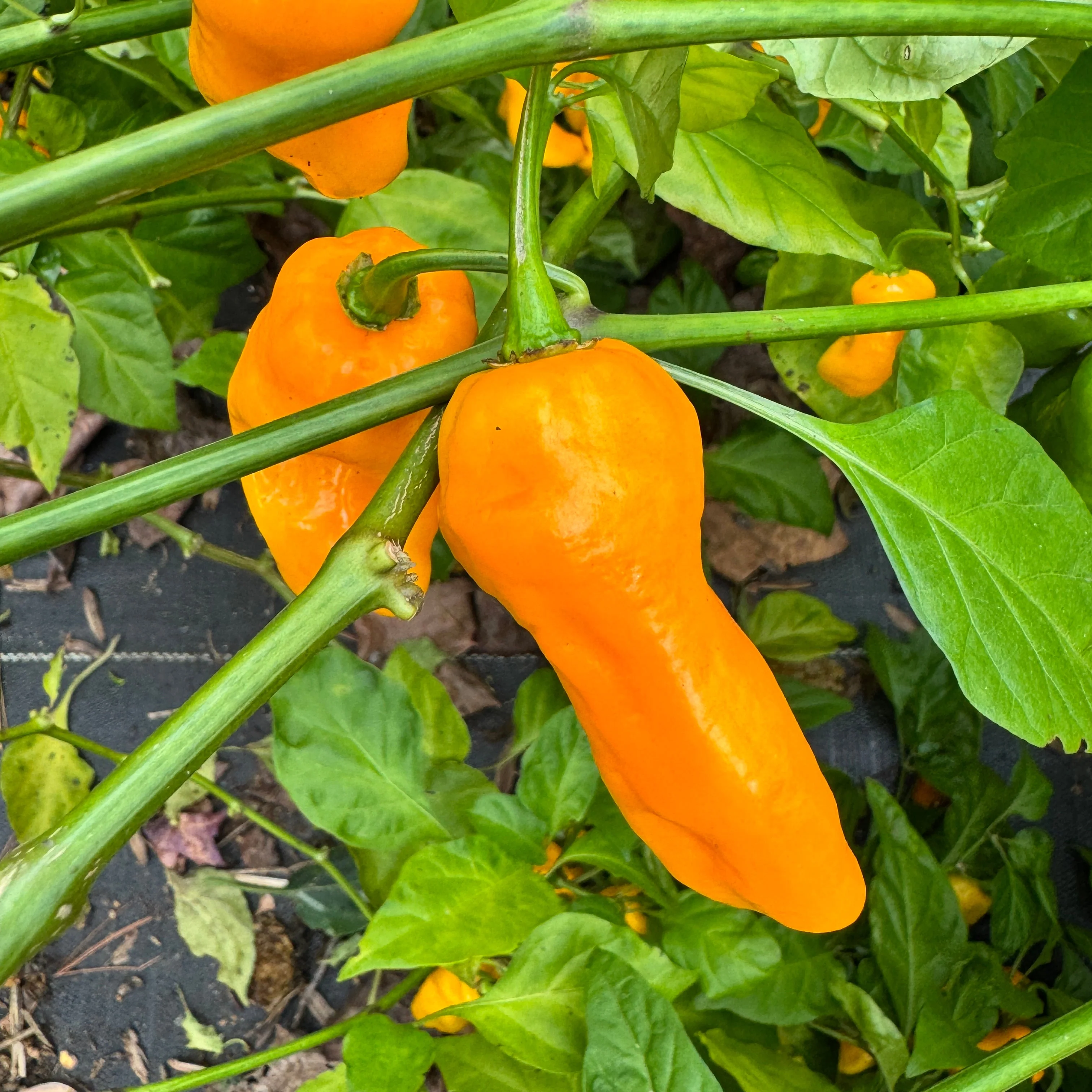 Yellow Piranha - Seeds - Image 2