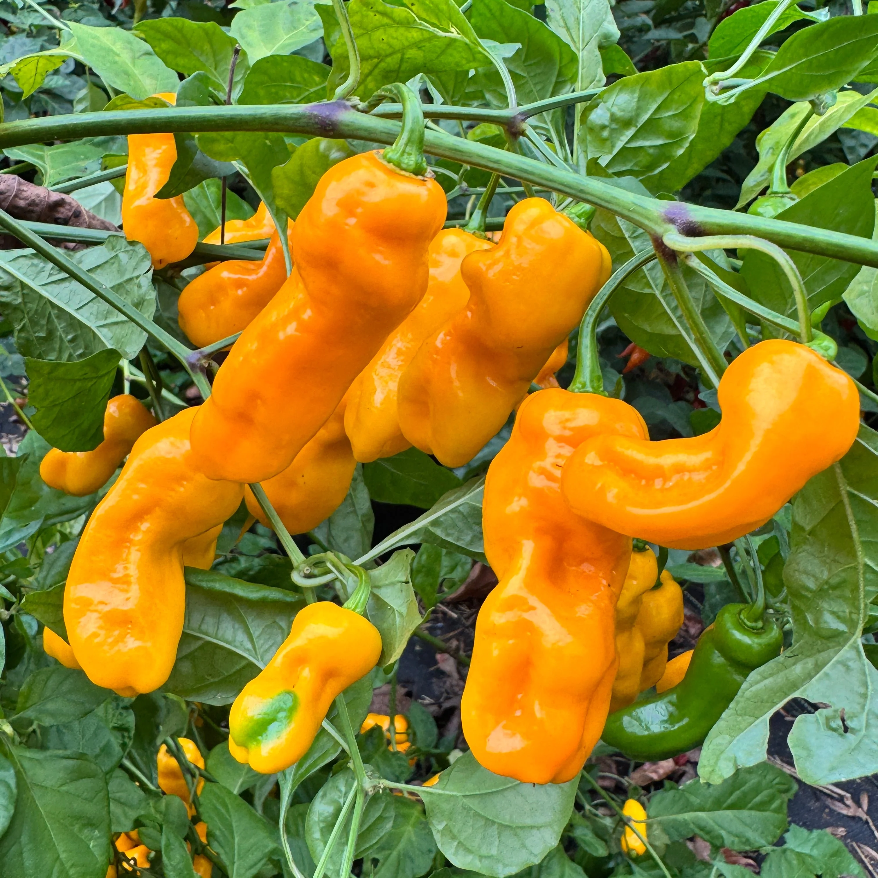 Yellow Piranha - Seeds - Image 3