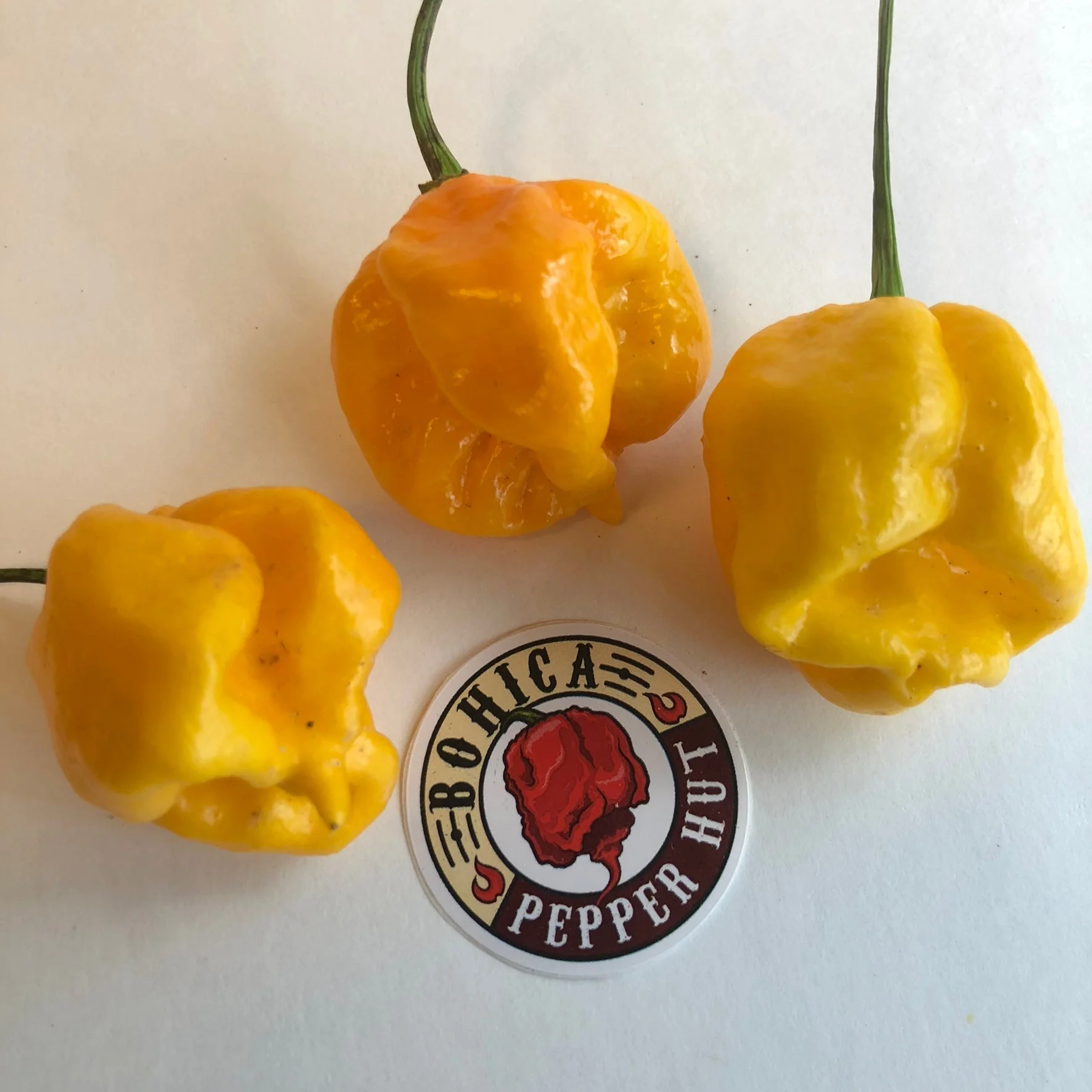 Yellow Reaper Cross - Seeds - Image 2