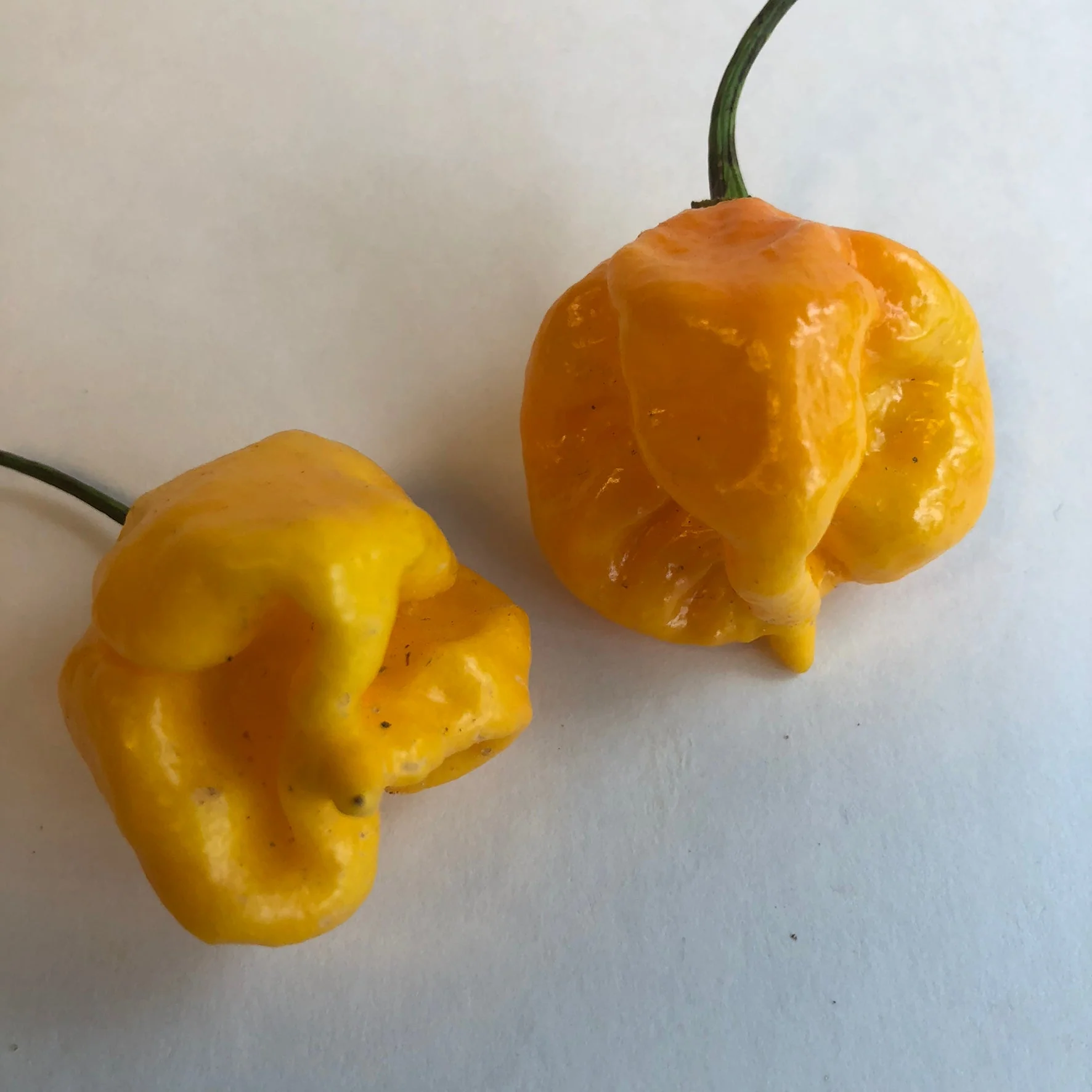Yellow Reaper Cross - Seeds - Image 3